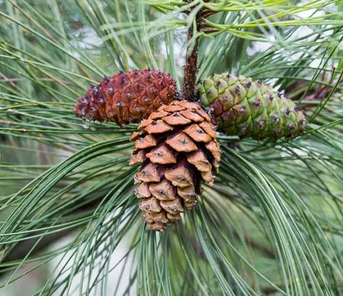Close-up of a Ponderosa Pine branch with three pine cones at different stages of maturity against a blurred background