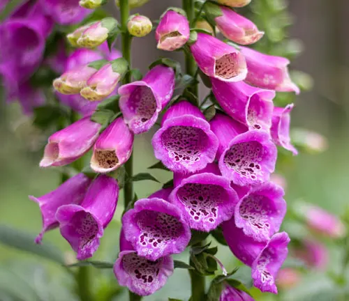 Close-up of Digitalis purpurea flowers in shades of pink and purple with green stems and buds