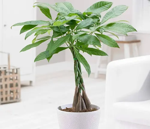 Pachira aquatica
(Money Tree)