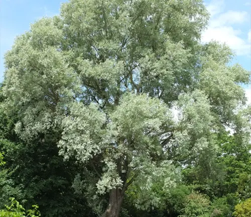 White Willow
(Salix alba)