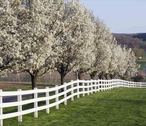 Dogwood Tree