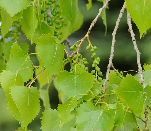 Eastern Cottonwood
(Populus deltoides)