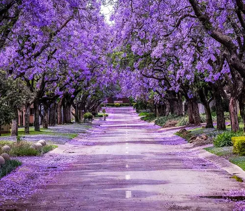 Jacaranda Tree