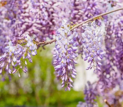 Japanese WISTERIA FLORIBUNDA rare vine flowering purple wood tree seed 10  seeds