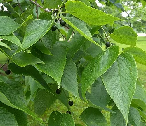 Celtis occidentalis 
(Common Hackberry)