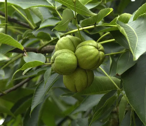 Shagbark Hickory
(Carya ovata)