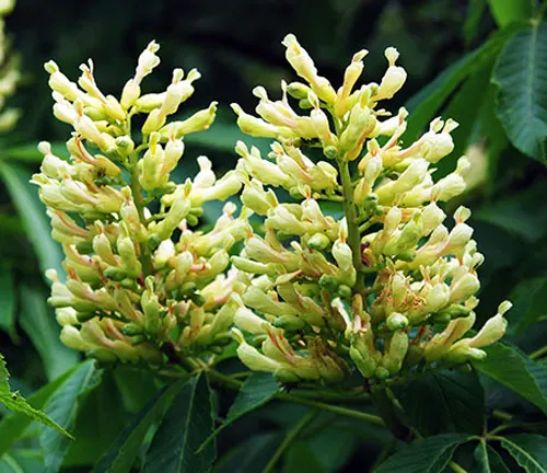 Yellow Buckeye
(Aesculus flava)