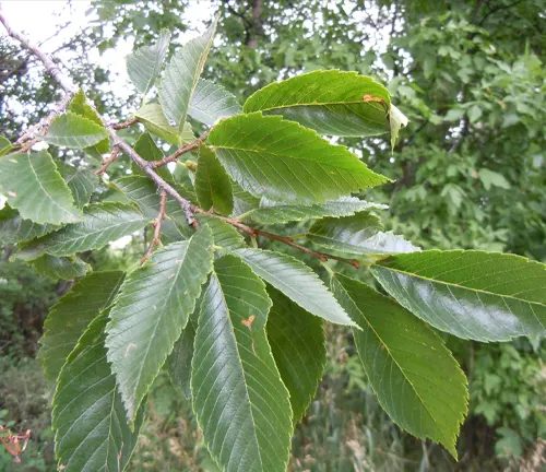 American Elm
(Ulmus americana)