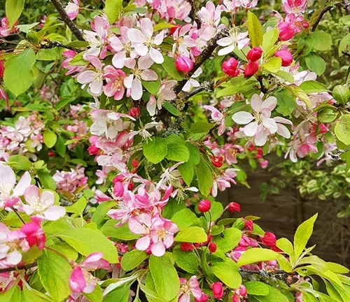 Malus floribunda
(Japanese Flowering Crabapple)