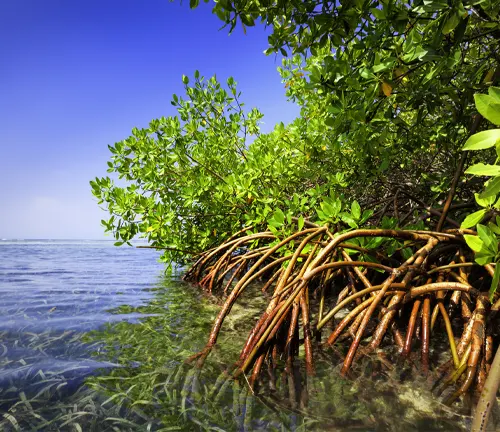 Red Mangrove
(Rhizophora mangle)