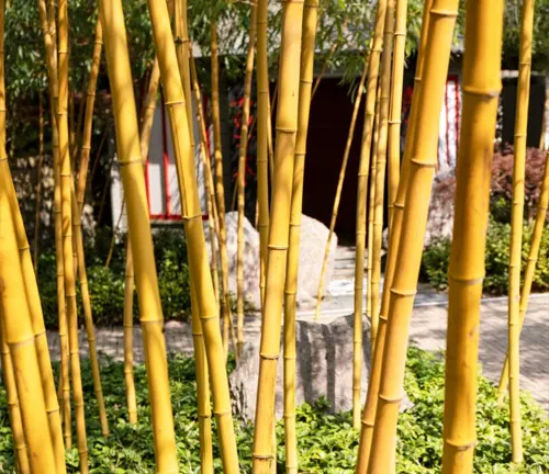 Golden Bamboo
(Phyllostachys aurea)