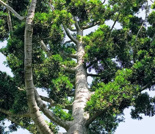 Agathis dammara
(Damar Kauri)