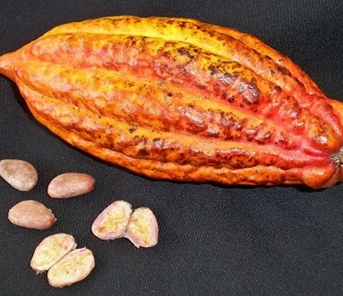 Criollo
(Theobroma cacao var. criollo)