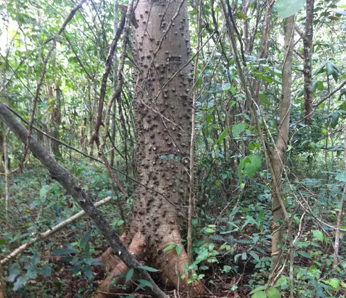 Ceiba aesculifolia
(Pochote)