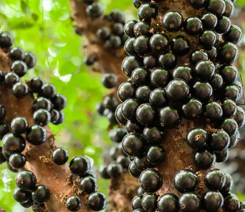 Plinia cauliflora
(Common Jabuticaba)