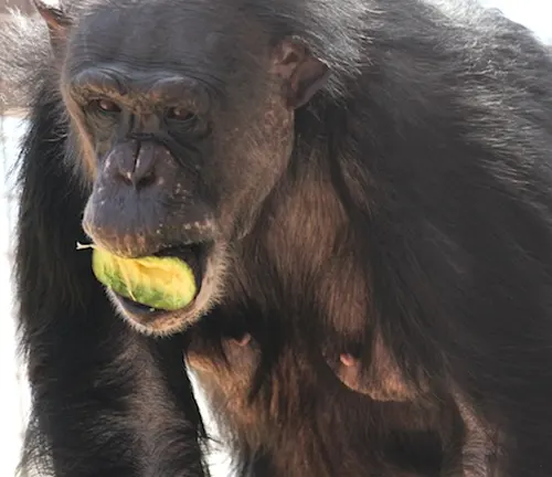 Chimpanzee eating a Pinkerton Avocado