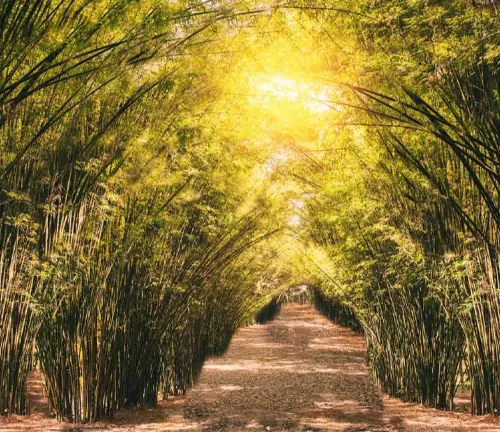 Sunlit path through a golden bamboo forest