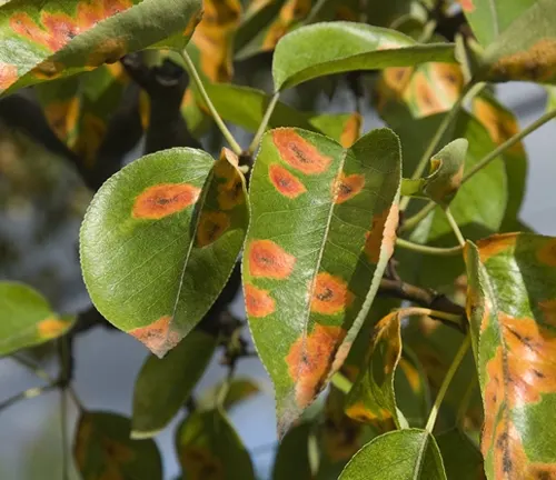 Sargent Crabapple Tree leaves with orange spots