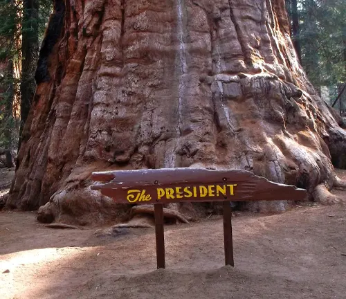 Base of General Sherman Tree with ‘The President’ sign