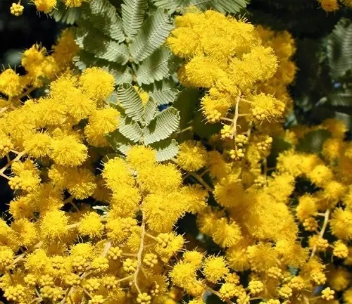 Acacia baileyana
(Cootamundra Wattle)