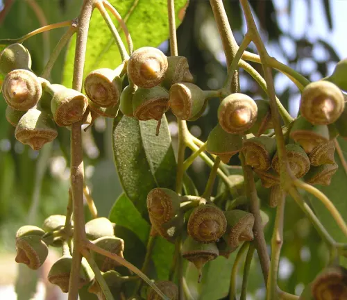 Eucalyptus camaldulensis subsp. camaldulensis