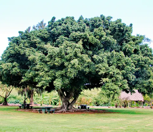 Banyan Fig
(Ficus microcarpa)