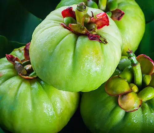 Close-up of green, round Garcinia cambogia fruit with red flowers and green leaves