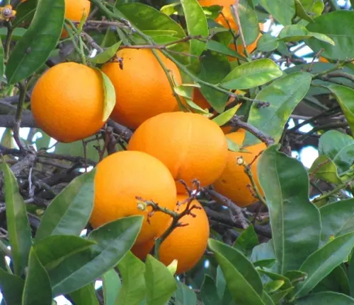 Cluster of ripe Citrus sinensis (oranges) on a tree branch with glossy green leaves