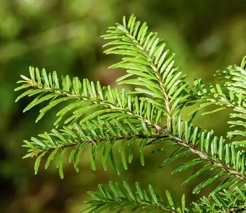 Close-up of green, needle-like leaves of an Abies alba tree arranged in a spiral pattern on the branch