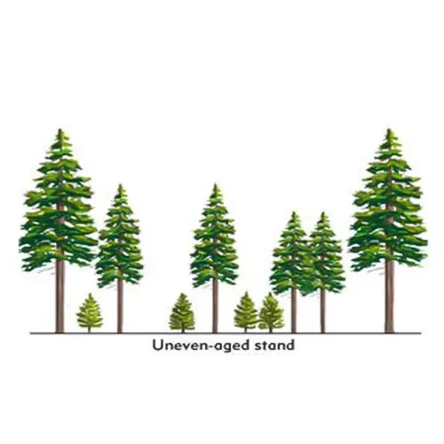 Illustration of an uneven-aged stand of trees, representing timber harvesting