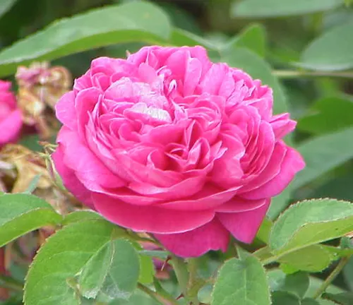 Close-up of a dew-covered pink Rosa damascena flower surrounded by green leaves