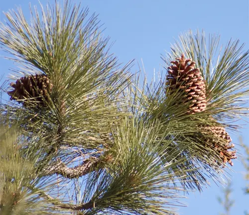 Close-up of a Jeffrey Pine with mature brown pine cones visible against a clear blue sky