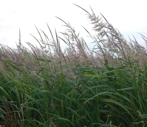 Field of tall grasses under a cloudy sky.