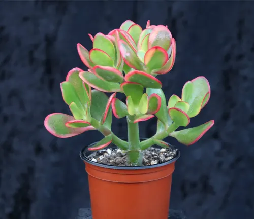 Crassula ovata 
(Jade Plant)