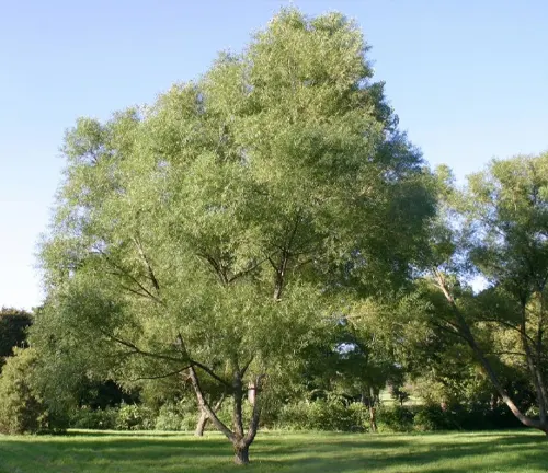 Black Willow
(Salix nigra)