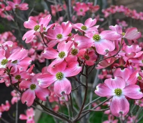 Cornus florida
