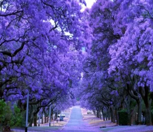 Jacaranda mimosifolia