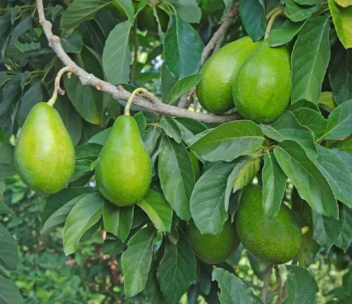 Avocado Tree