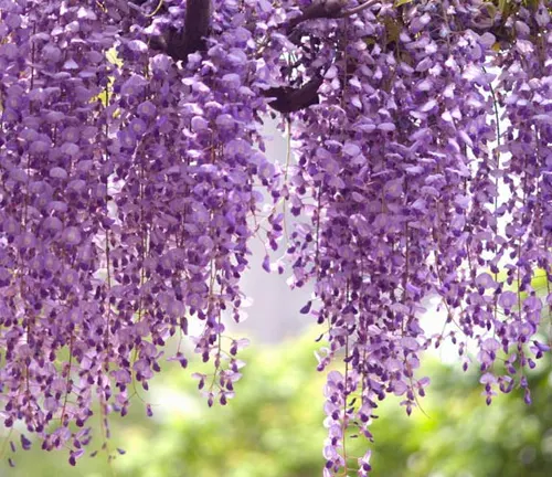 Japanese Wisteria
(Wisteria floribunda)