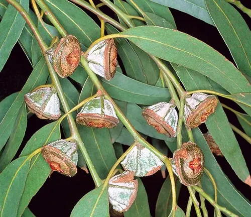 Eucalyptus globulus