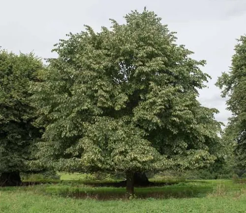 Tilia europaea
(European Linden)