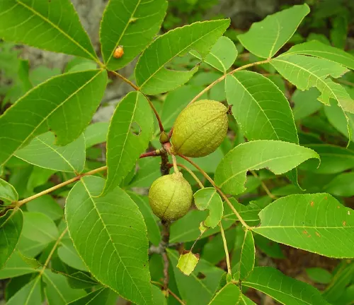 Pignut Hickory
(Carya glabra)