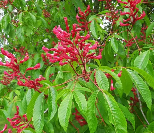 Red Buckeye
(Aesculus pavia)