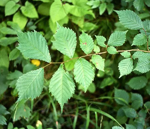 European Elm
(Ulmus glabra)