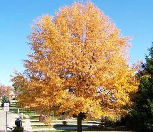 Willow Oak
(Quercus phellos)