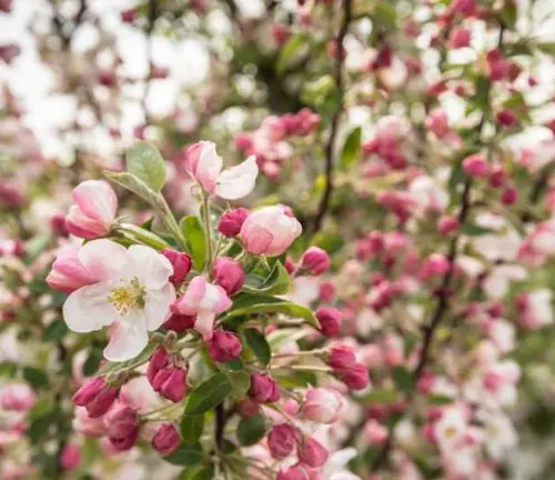 Malus 'Adirondack'
(Adirondack Crabapple)