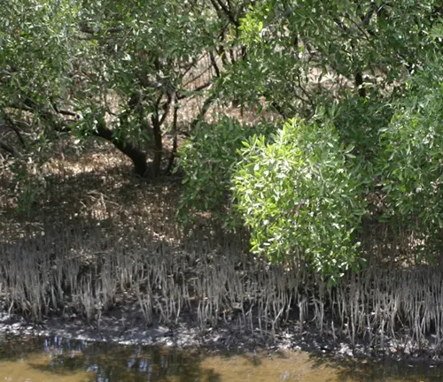 Black Mangrove
(Avicennia germinans)