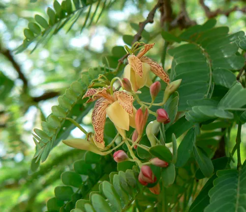 Tamarindus indica var. dulcis
