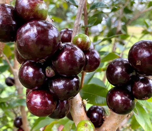 Plinia trunciflora
(Red Jabuticaba)