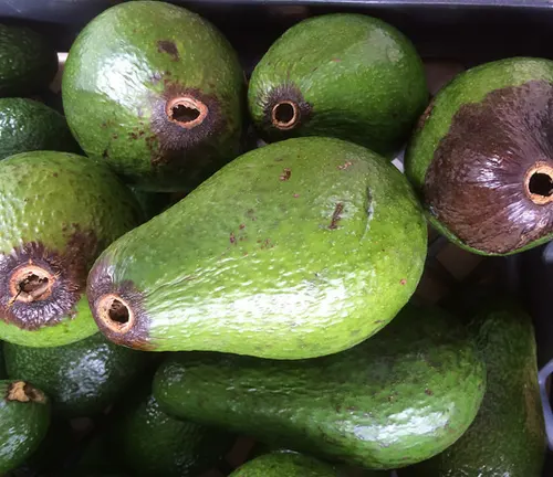 Pile of Hass Avocados in a container
